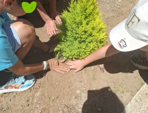 Δέντρα, οι πολύτιμοι φίλοι μας!