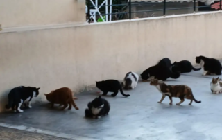 25737-mia-praksi-agapis-apo-to-v΄-arsakeio-lykeio-psychikou