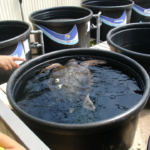 25877-apo-tin-evaisthitopoiisi-stin-praksi…-episkepsi-sto-kentro-diasosis-thalassion-chelonon-archelon