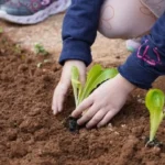 26481-maroulia-kremmydakia-kai-spanaki-fytepsame-lachanika-me-agapi-kai-meraki